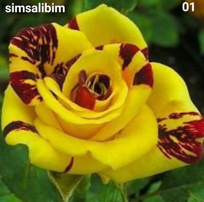 Butasi Trandafiri tufe/urcatori