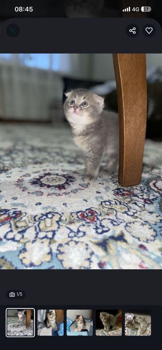Продается котенок пародистый