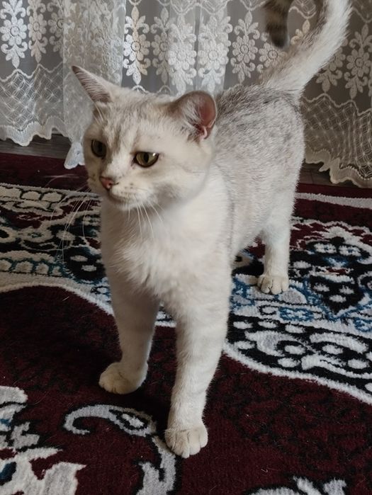 Чистокровная британка(отдам в хорошие руки!)