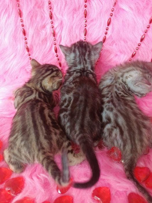 Продам бенгальских котят