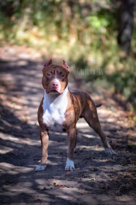 Питбуль кобель для вязки Американский питбультерьер
