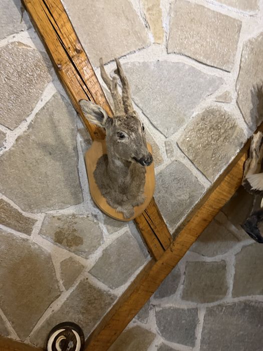 Трофеи от благороден елен