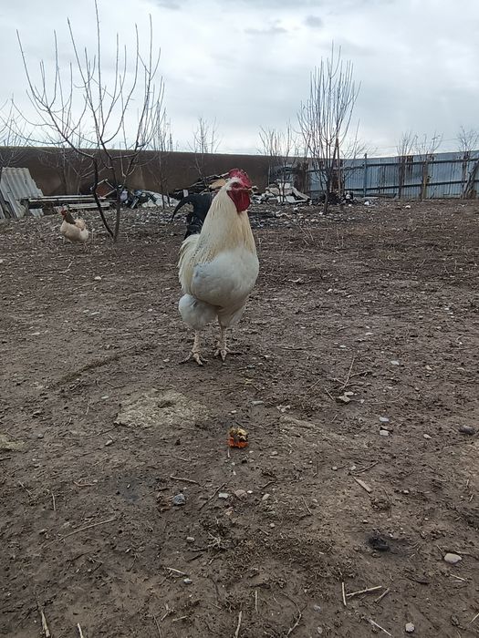 Адлер үлкен қораз