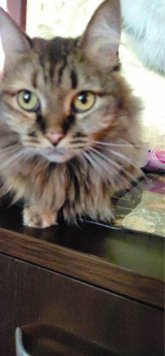 Дарю кошечку