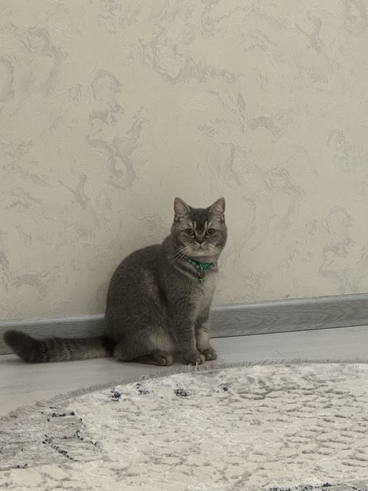 Продается кошка
