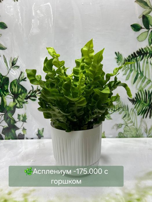 Женское счастье (спатифиллум) и мужское счастье( антуриум).