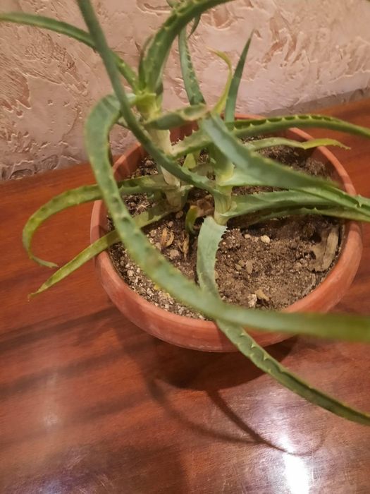 Комнатные цветы в горшках