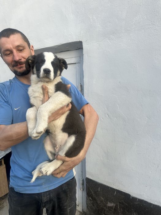 Щенок в ответственные руки.