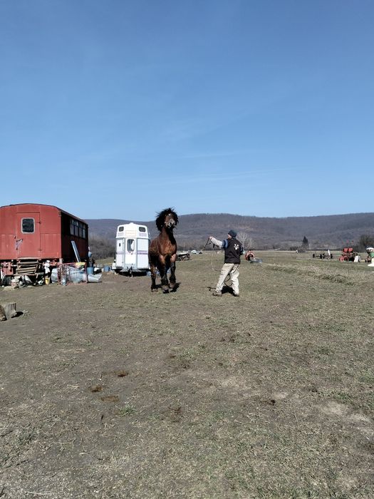 vând cal ardenesc greu românesc preț