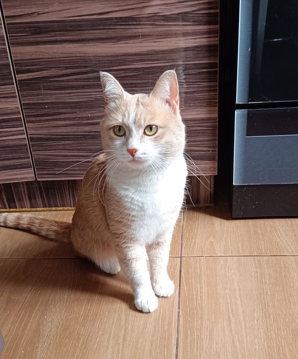 Молодой котик ищет дом