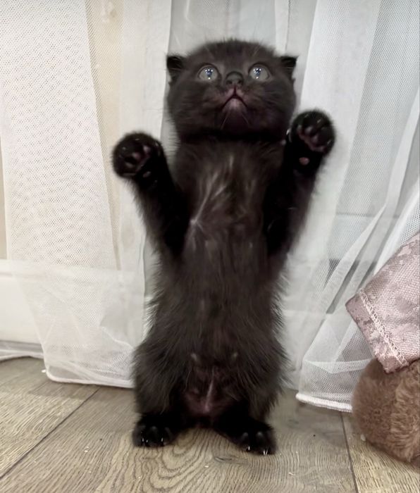 Котенок декочка вислоухая