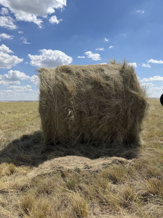 Продам сено ковыль обмен на скот
