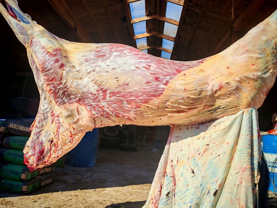 Семіз бие еті сатылады