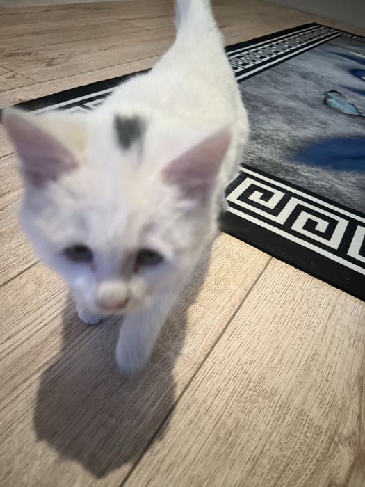 Шотландский мысық