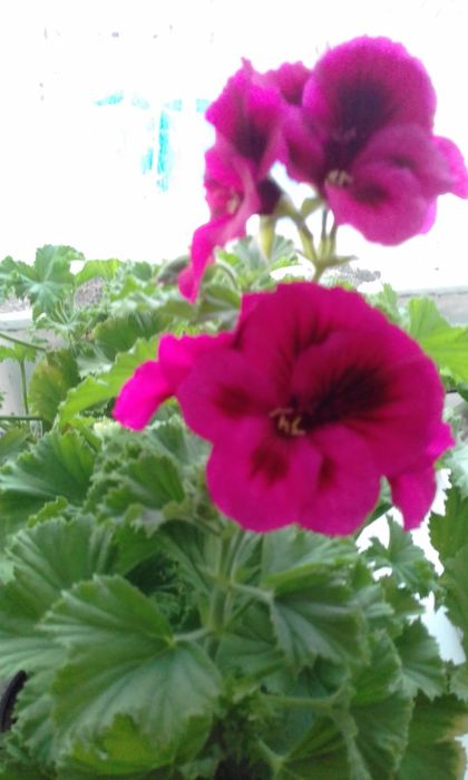 Продаю комнатные цветы