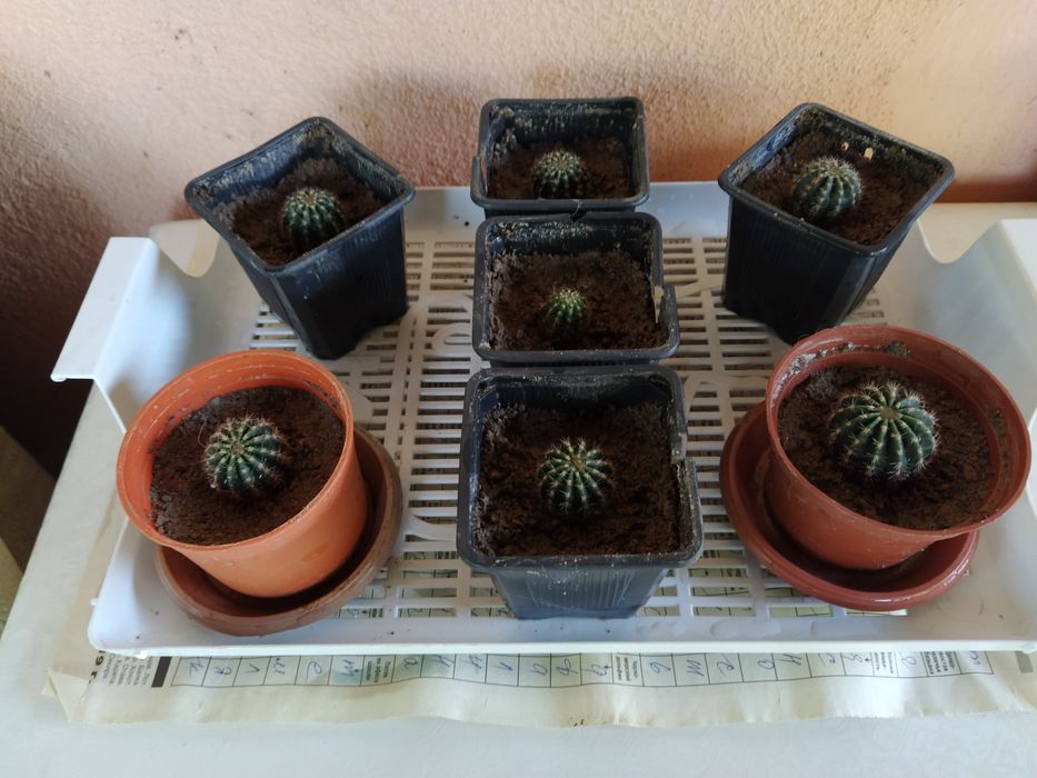 Продам кактусы цветут