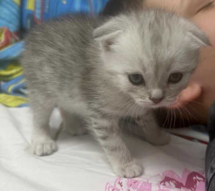 Продам шотландских вислоухих котят