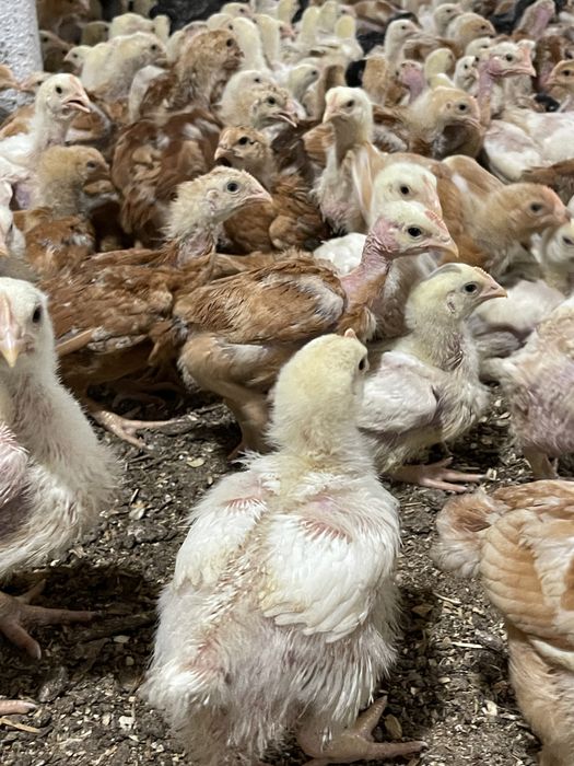 Pui carne si rasa mixta