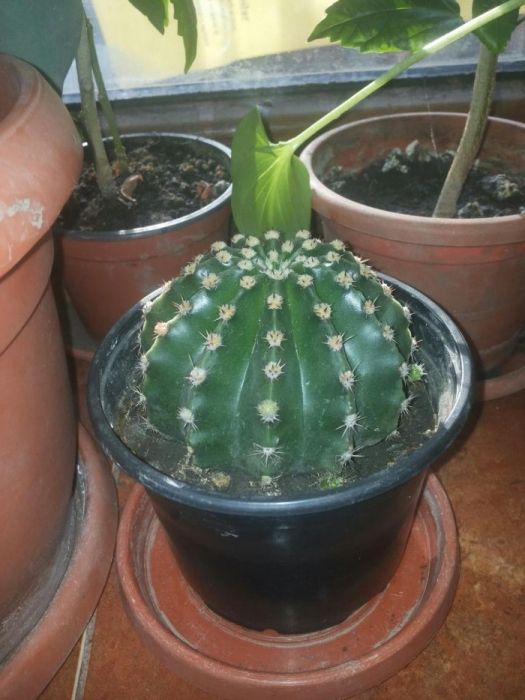 De vanzare cactusi