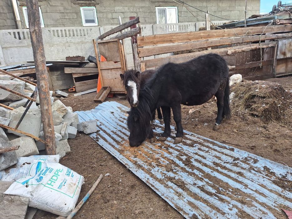 Продам кони с жеребёнок