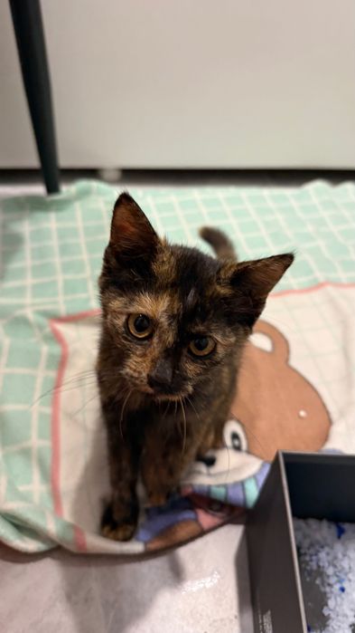 Отдам в хорошие руки