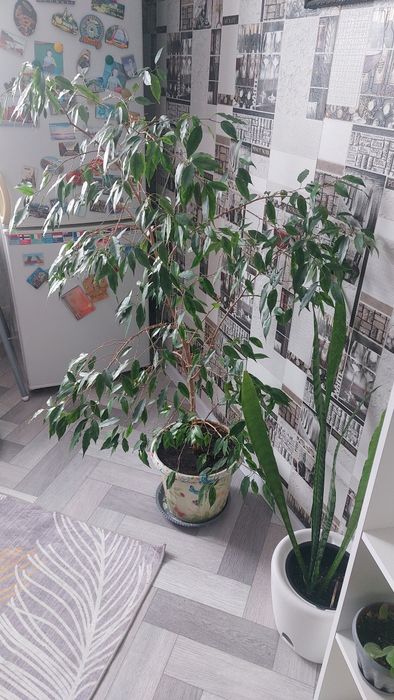 Продам цветок фикус