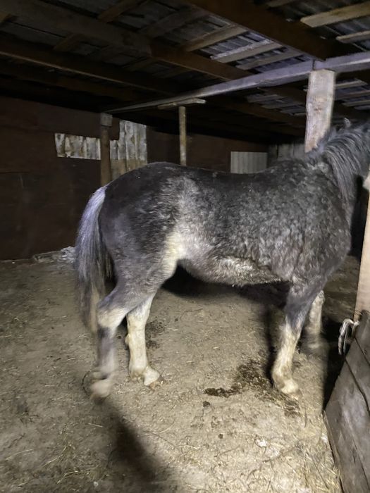 Готовые лошади с откорма