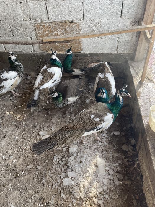 Павлин сатылады