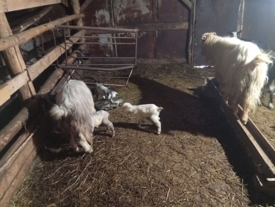 Schimb capre fătate pe oi