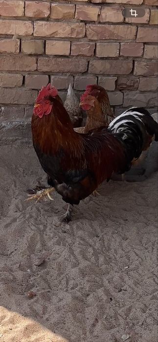 Петух простой петух қораз