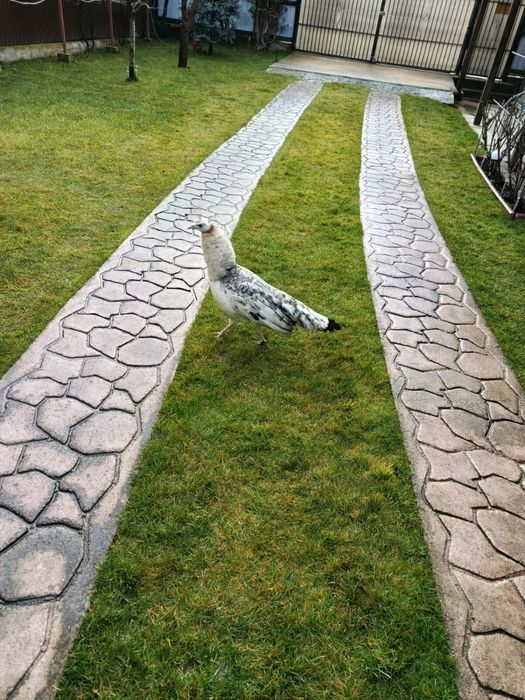 Vând paun femelă in varsta de 3 ani.