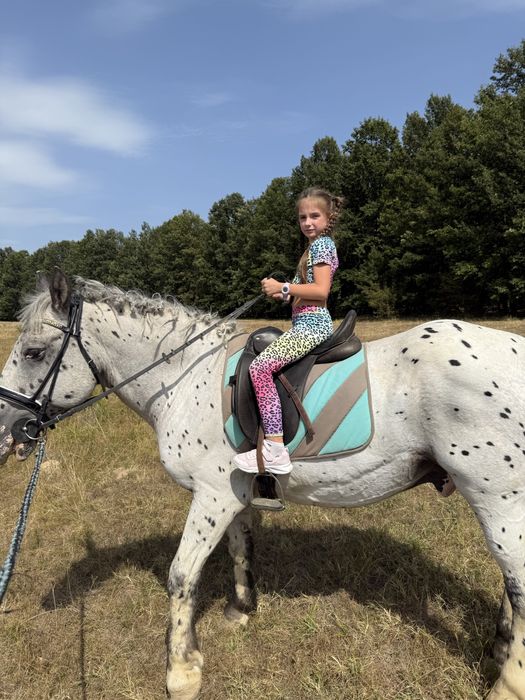 De Vanzare Pereche Cai APPALOOSA