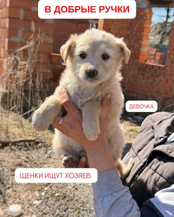 Отдам щенка в добрые руки