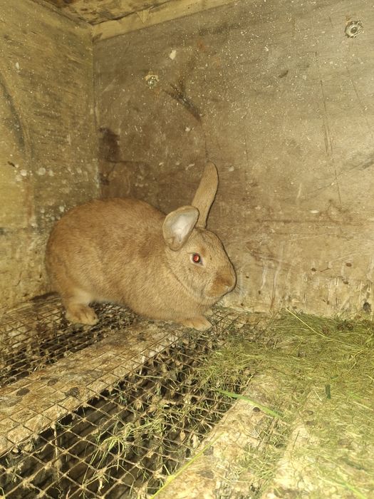 Бургун  самка  4 месяцев