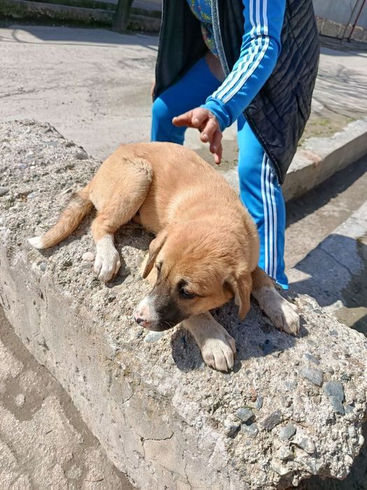 Отдадим девочку щенка