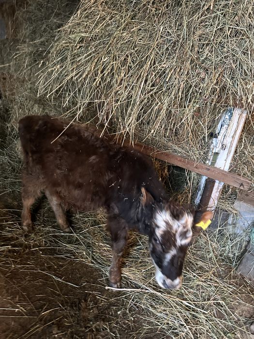 Продам телят бычки, талочки