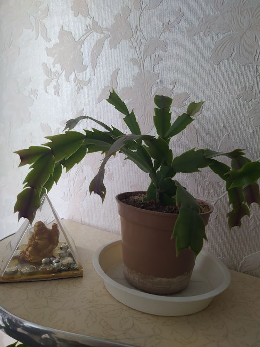 Декабрист белый махровый