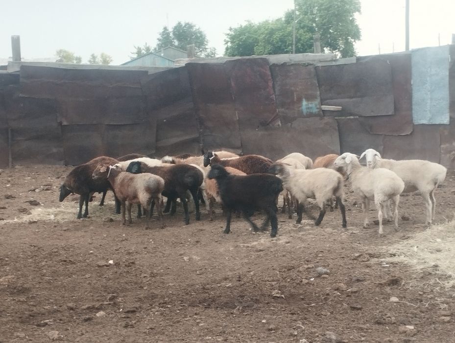 Продам баранов.   Ол