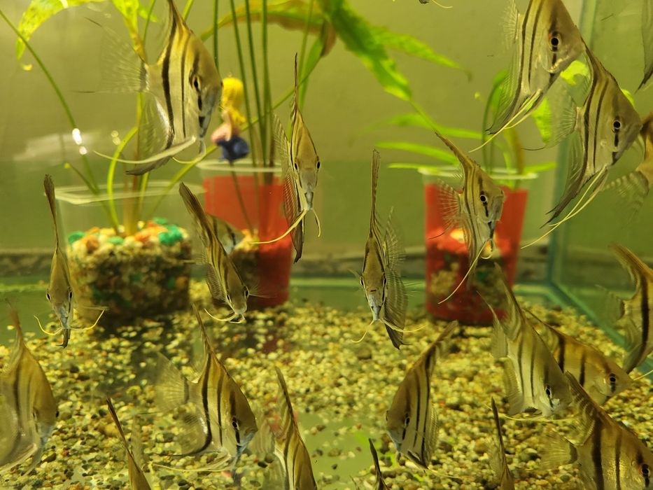 Скалярия манакапура