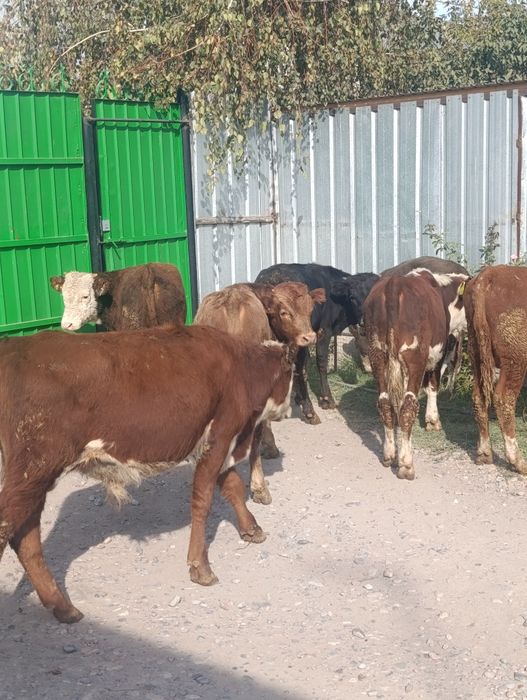 Продаются бычки подсосы