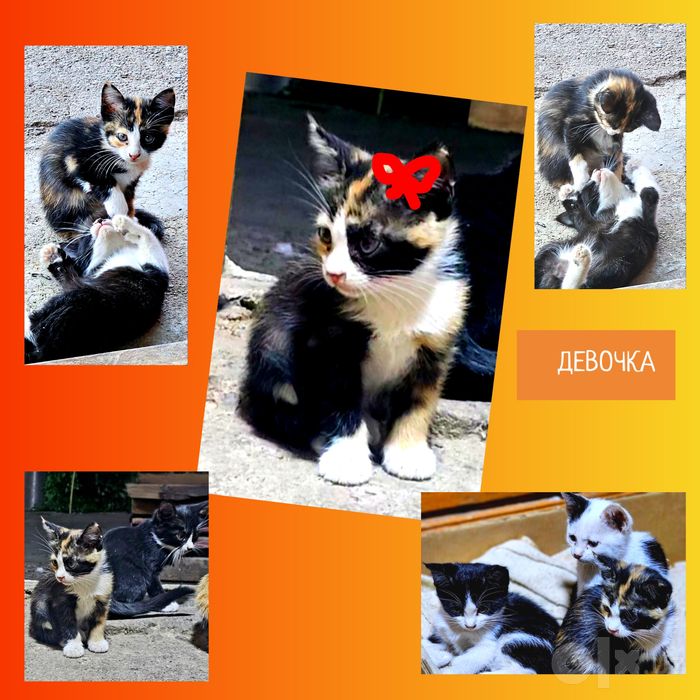 Котята в хорошие, добрые руки