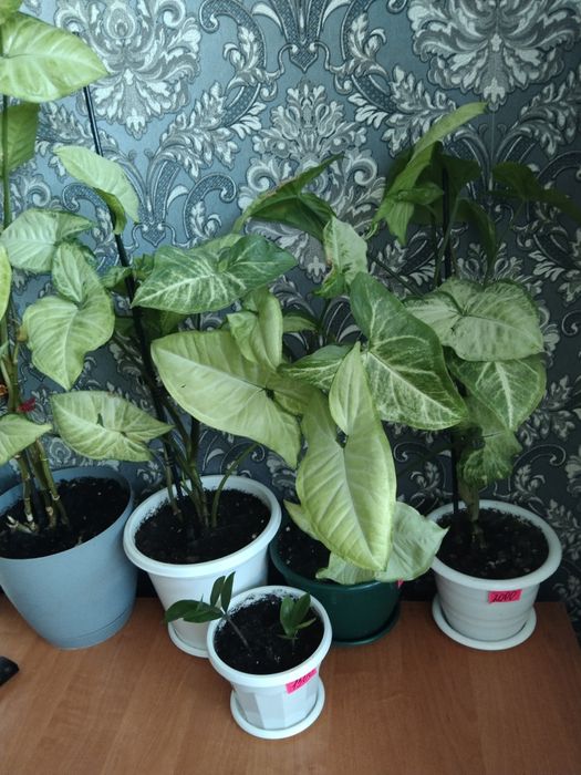 Комнатные цветы не дорого