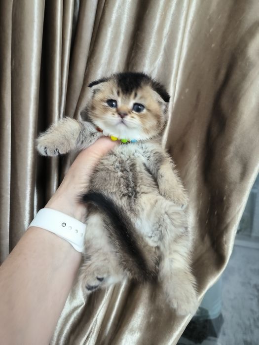 Котята от правильной вязки