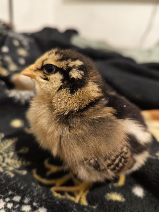 Oua incubat araucana sau amestecate olive