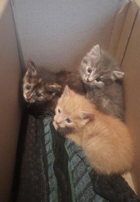 Отдам котят в добрые руки
