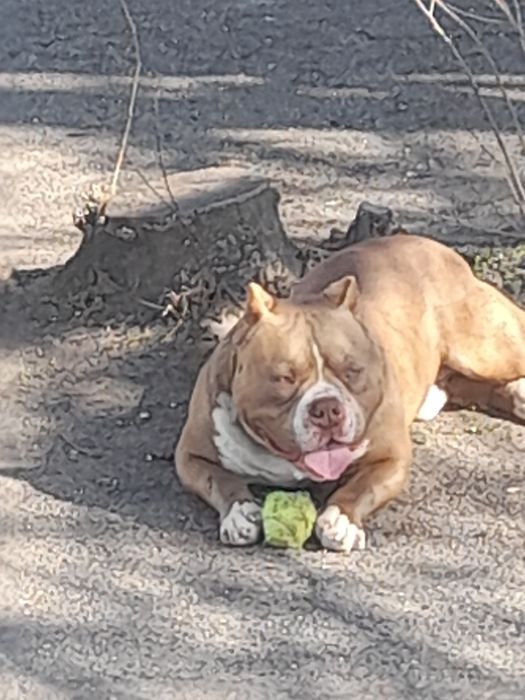 Американско були покет