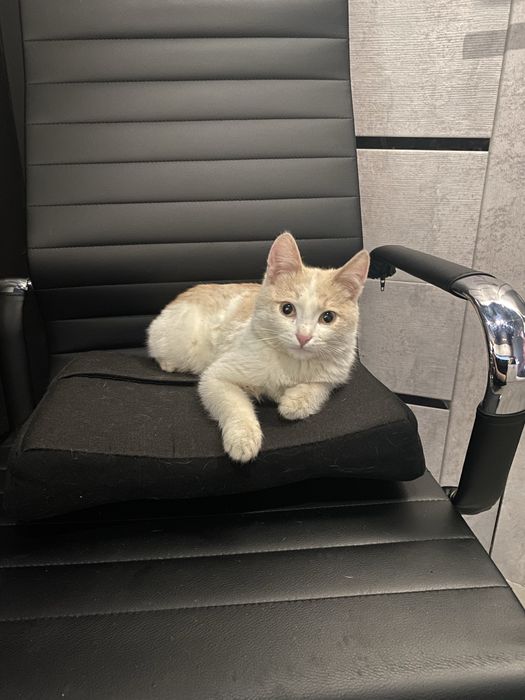 Отдам кота в добрые руки!