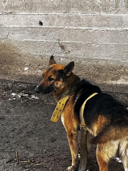 Немецкая овчарка