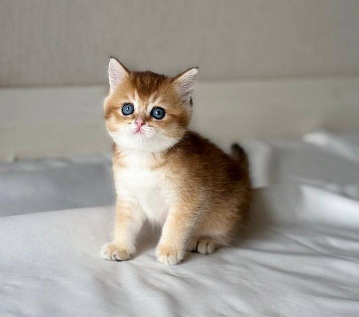 Niginskaya Tixomirova