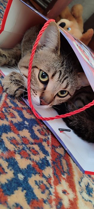 Кот в добрые руки 1год 9 мес